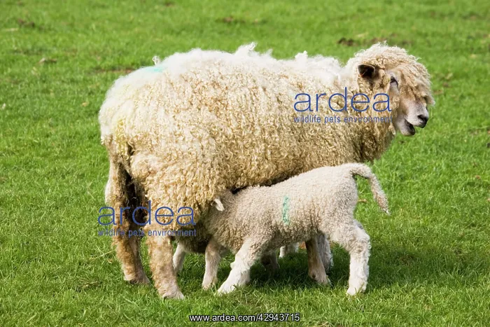 : Cotswold Sheep - ewe with young lamb suckling : Cotswold Sheep - ewe with young lamb suckling