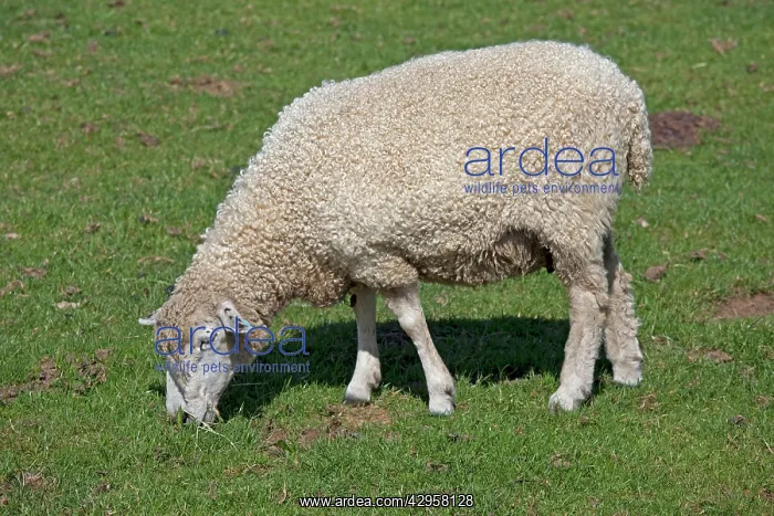 : Cotswold Sheep - grazing : Cotswold Sheep - grazing