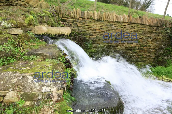: Cotswold Spring (in the shape of a crocodile's head) : Cotswold Spring (in the shape of a crocodile's head)