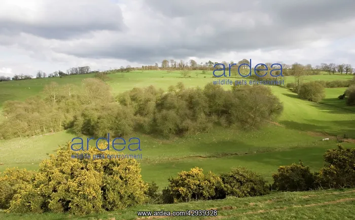 : Cotswolds. Mickleton near Chipping Campden UK : Cotswolds. Mickleton near Chipping Campden UK