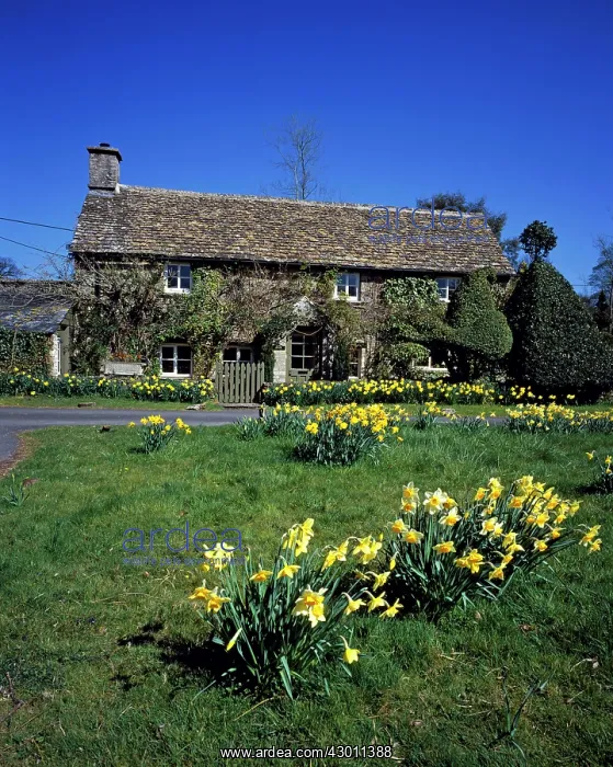 : Cottage with Daffodils in Spring Eastleach, Cotswolds, UK : Cottage with Daffodils in Spring Eastleach, Cotswolds, UK