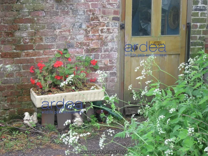 : Cottage back door with geraniums and cow parsley : Cottage back door with geraniums and cow parsley