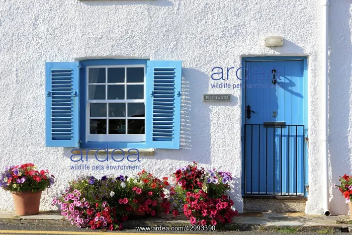 : Cottage and Flowers : Cottage and Flowers