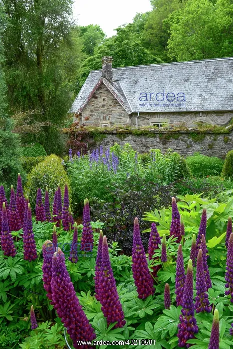 : Cottage garden, garden bed with lupines (Lupinus) : Cottage garden, garden bed with lupines (Lupinus)