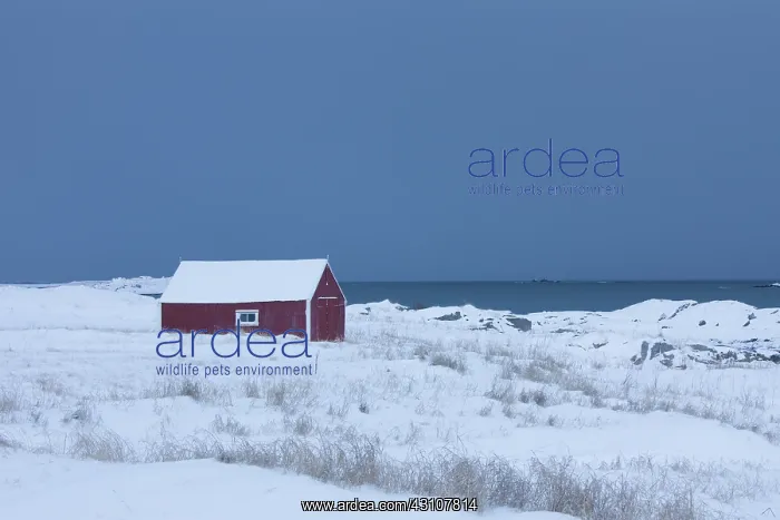  : Cottage in snow storm - Lofoten - Norway