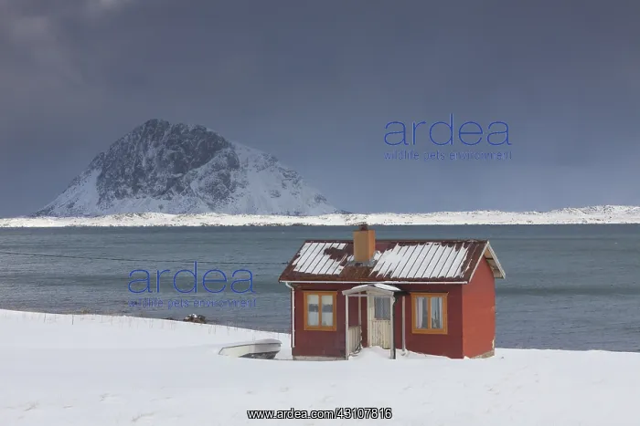  : Cottage in snow storm - Lofoten - Norway