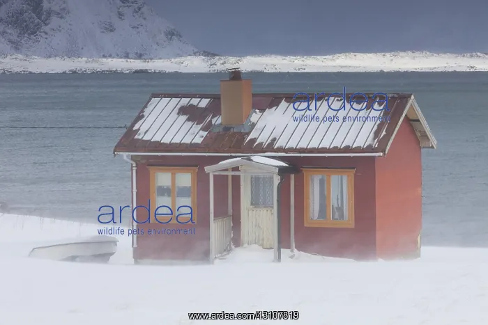  : Cottage in snow storm - Lofoten - Norway