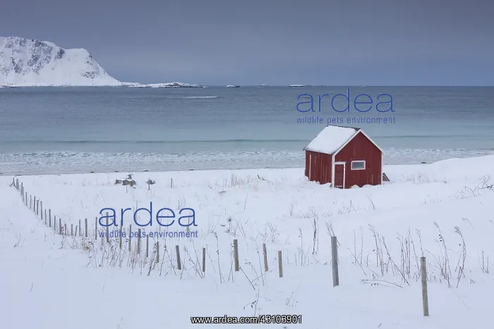  : Cottage at snowy coast - Lofoten - Norway
