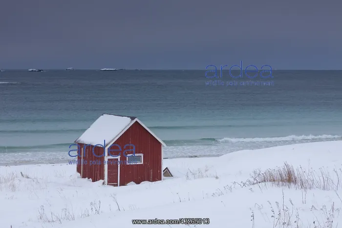  : Cottage at snowy coast - Lofoten - Norway
