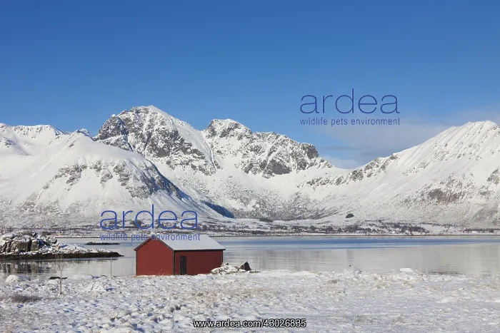 : Cottage in snowy landscape - Lofoten - Norway : Cottage in snowy landscape - Lofoten - Norway