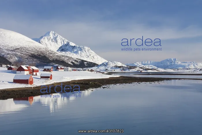 : Cottages at snowy coast of Offersoya - Lofoten - Norway : Cottages at snowy coast of Offersoya - Lofoten - Norway