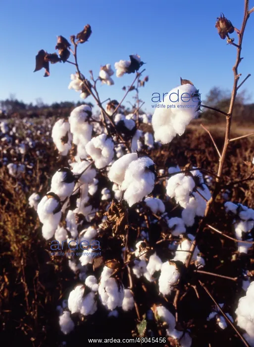 : Cotton, Gossypium : Cotton, Gossypium