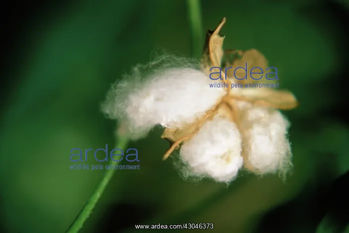 : Cotton, Gossypium : Cotton, Gossypium