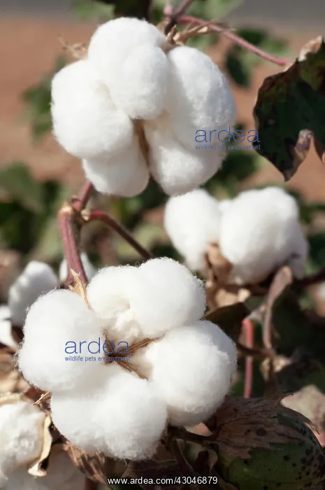 : Cotton, Gossypium : Cotton, Gossypium