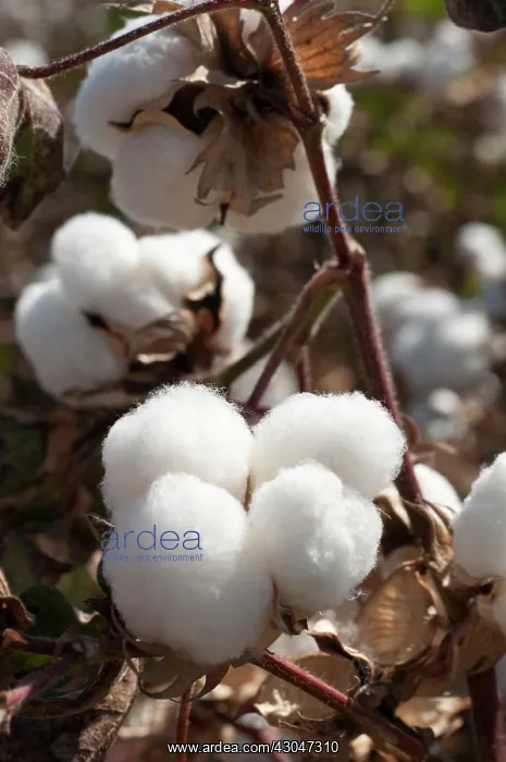 : Cotton, Gossypium : Cotton, Gossypium