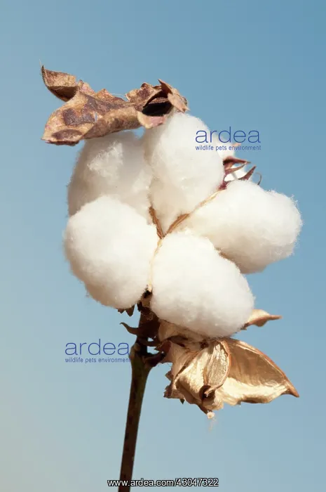 : Cotton, Gossypium : Cotton, Gossypium