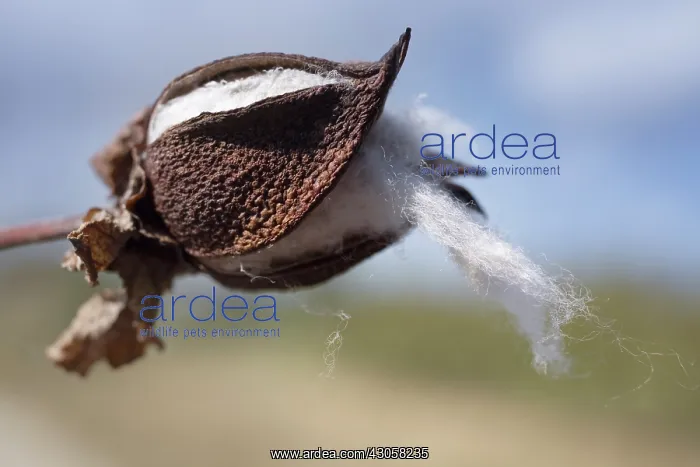 : Cotton, Gossypium : Cotton, Gossypium
