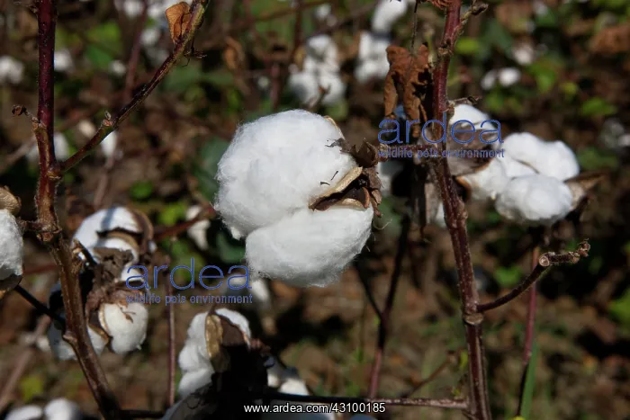 : Cotton. Sea Island Cotton Plant (Gossypium barbadense) in ripe boll, ready for harvest : Cotton. Sea Island Cotton Plant (Gossypium barbadense) in ripe boll, ready for harvest