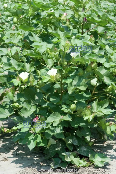 : Cotton (Gossypium hirsutum). Richlands, NC : Cotton (Gossypium hirsutum). Richlands, NC