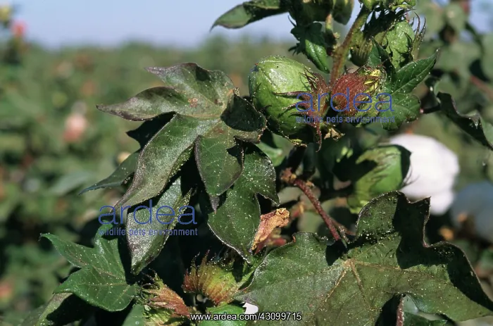 : Cotton aphid (Aphis gossypii) : Cotton aphid (Aphis gossypii)