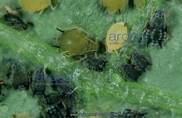 : Cotton aphid (Aphis gossypii) : Cotton aphid (Aphis gossypii)