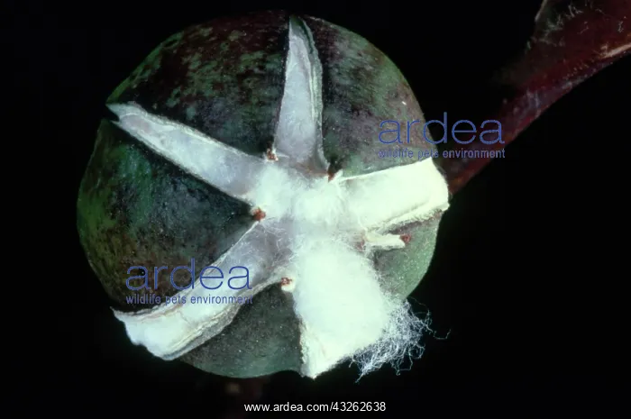 : Cotton Boll Opening : Cotton Boll Opening