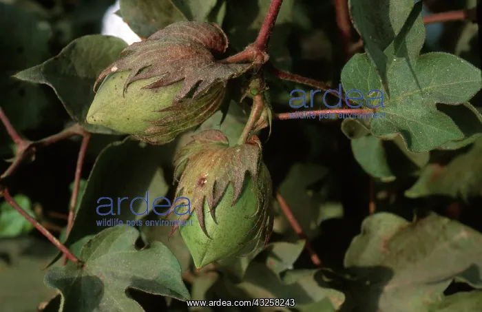 : Cotton Bolls : Cotton Bolls