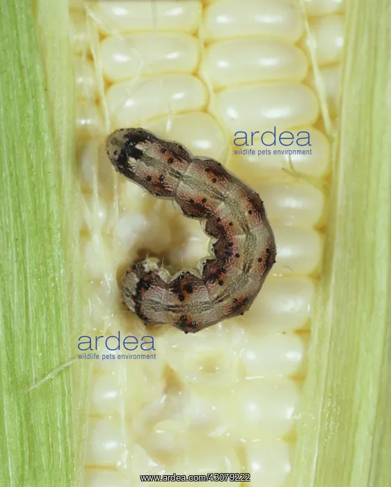 : Cotton bollworm : Cotton bollworm