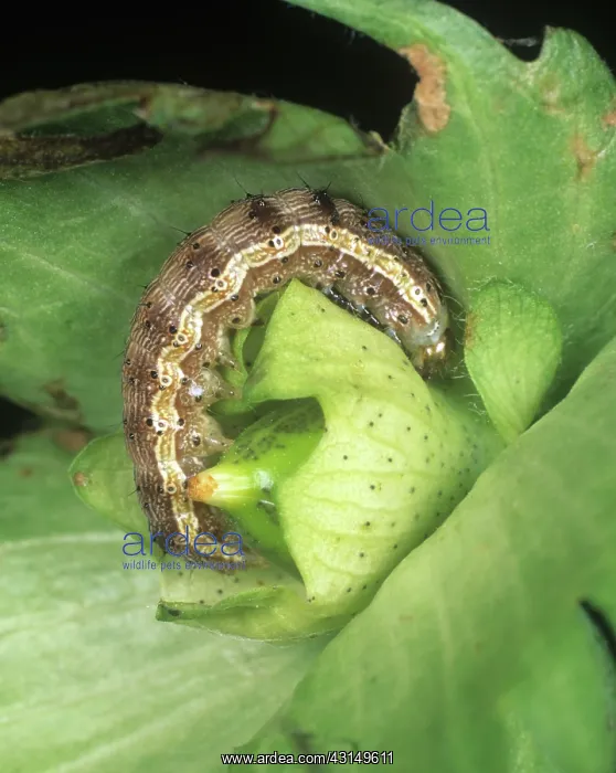 : Cotton Bollworm : Cotton Bollworm
