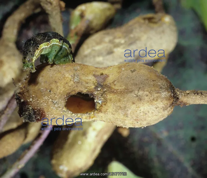 : Cotton bollworm : Cotton bollworm