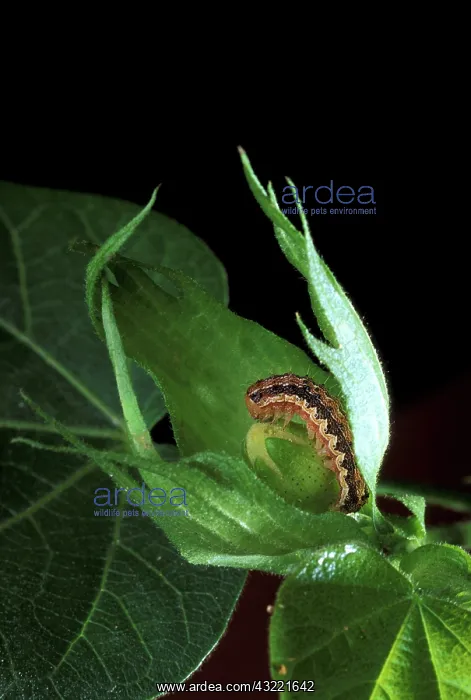 : Cotton Bollworm : Cotton Bollworm