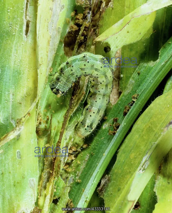 : Cotton bollworm : Cotton bollworm