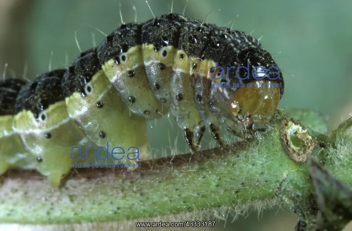 : Cotton bollworm : Cotton bollworm