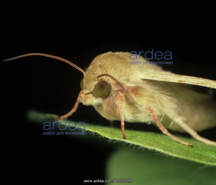 : Cotton bollworm moth : Cotton bollworm moth
