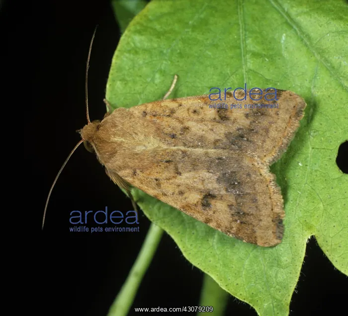: Cotton bollworm moth : Cotton bollworm moth