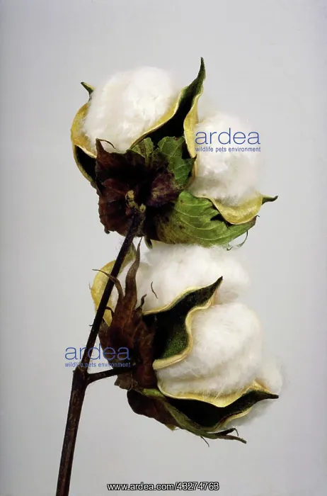 : Cotton on cotton plant : Cotton on cotton plant