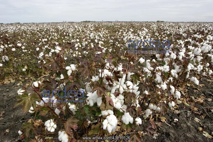 : Cotton Crop : Cotton Crop