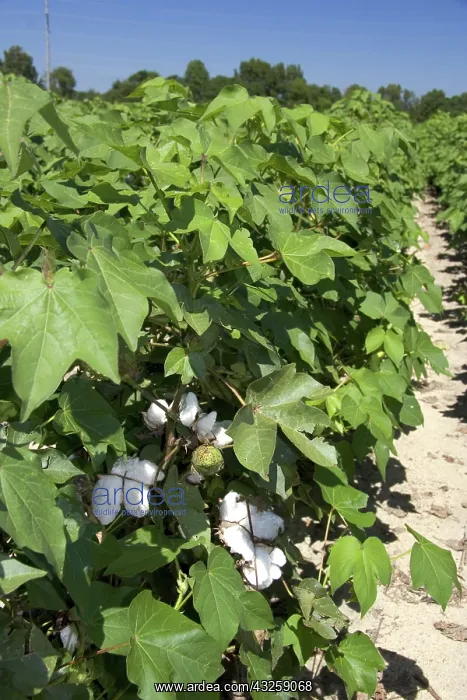 : Cotton crop : Cotton crop