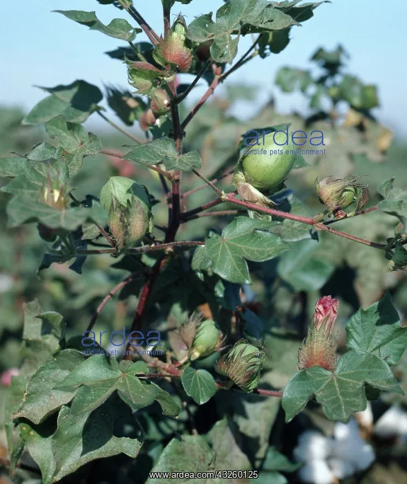 : Cotton Crop : Cotton Crop