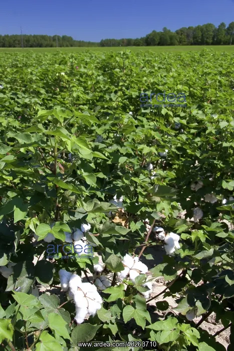 : Cotton crop : Cotton crop