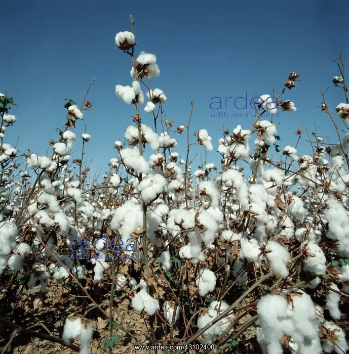: Cotton crop in open boll : Cotton crop in open boll