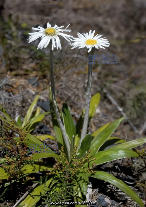 : Cotton daisy : Cotton daisy