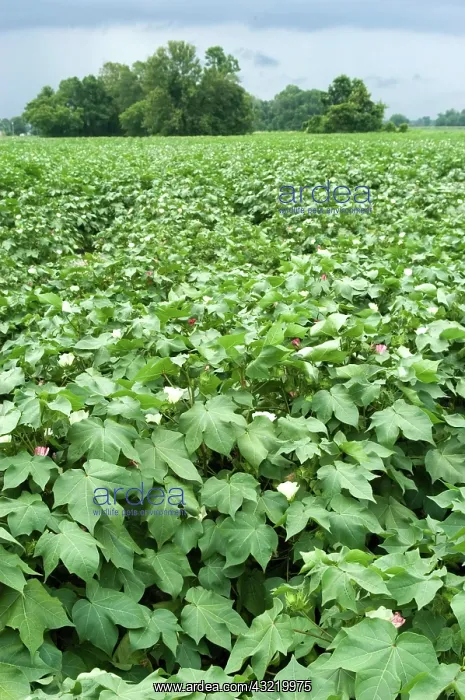  : Cotton Field