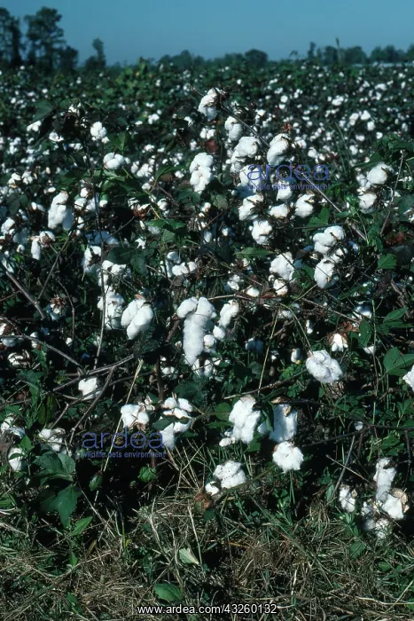 : Cotton Field : Cotton Field