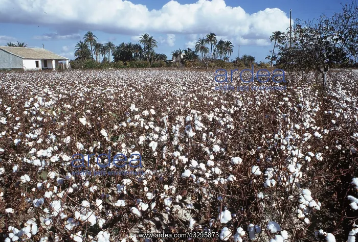 : COTTON FIELD : COTTON FIELD