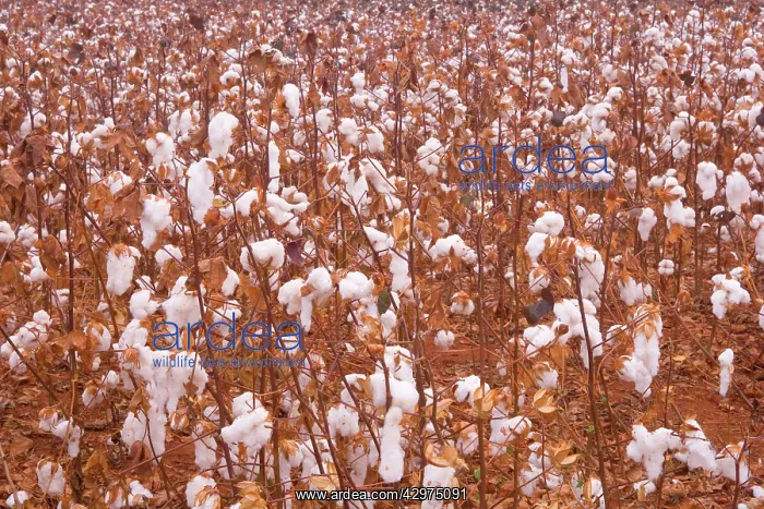 : Cotton field - a field of cotton ready for cropping : Cotton field - a field of cotton ready for cropping