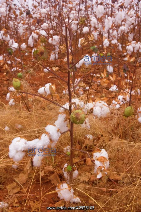 : Cotton field - a field of cotton ready for cropping : Cotton field - a field of cotton ready for cropping
