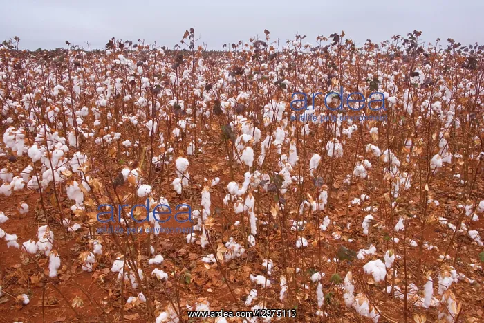 : Cotton field - a field of cotton ready for cropping : Cotton field - a field of cotton ready for cropping