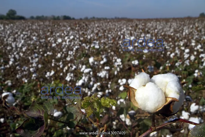 : Cotton Field Ready for Harvest : Cotton Field Ready for Harvest