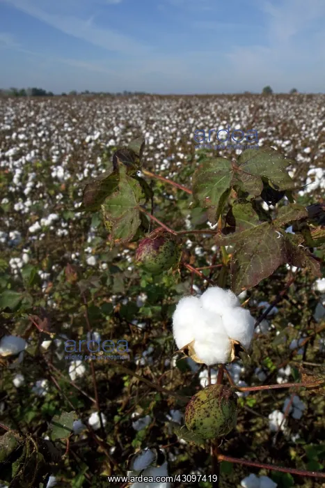 : Cotton Field Ready for Harvest : Cotton Field Ready for Harvest